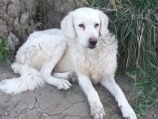 Foto 2 dell'animale