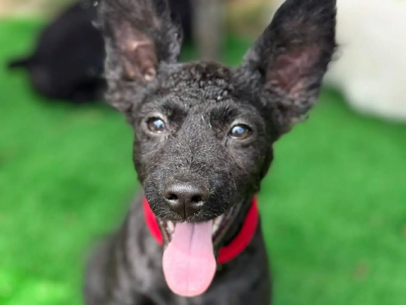 Adotta un cane, femmina, 5 mesi, Firenze