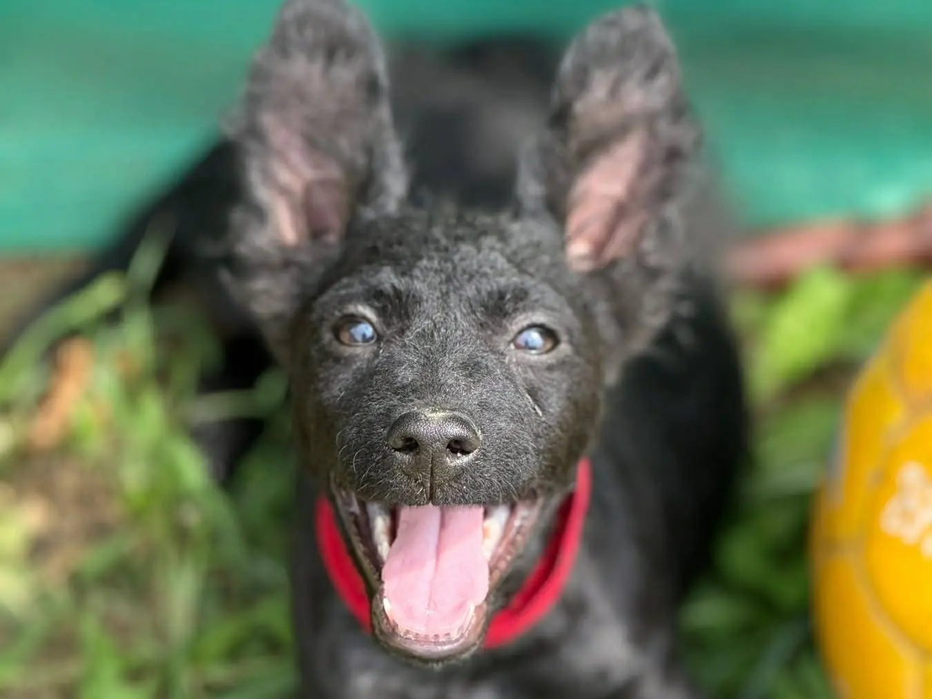 Adozione cane, femmina, Razza sconosciuta Razza sconosciuta, 5 mesi, taglia media contenuta, Firenze
