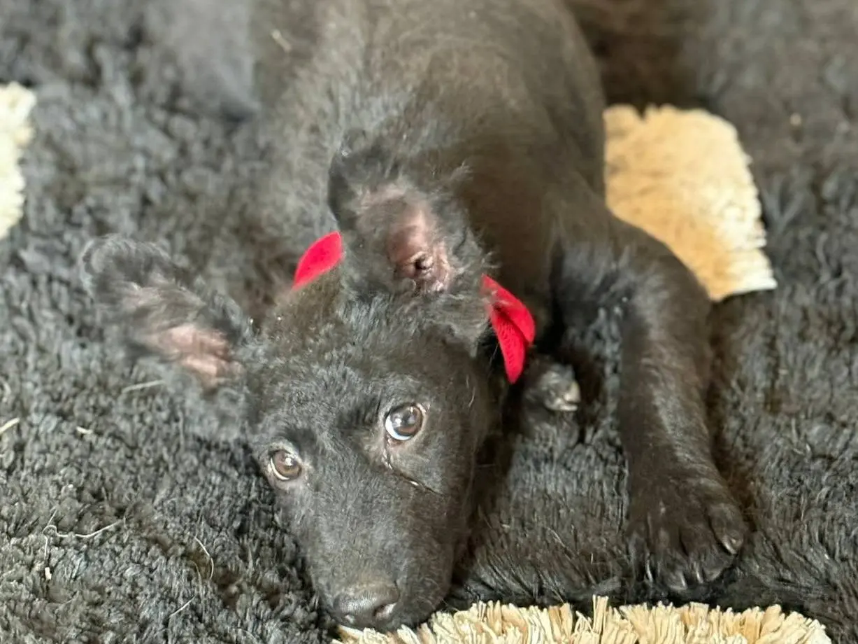 Vuoi adottare un cane a Firenze?
