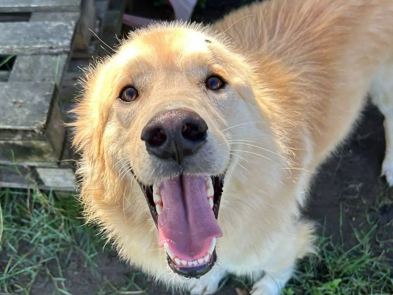 Adotta un cane, maschio, 4 anni e 8 mesi, Latina
