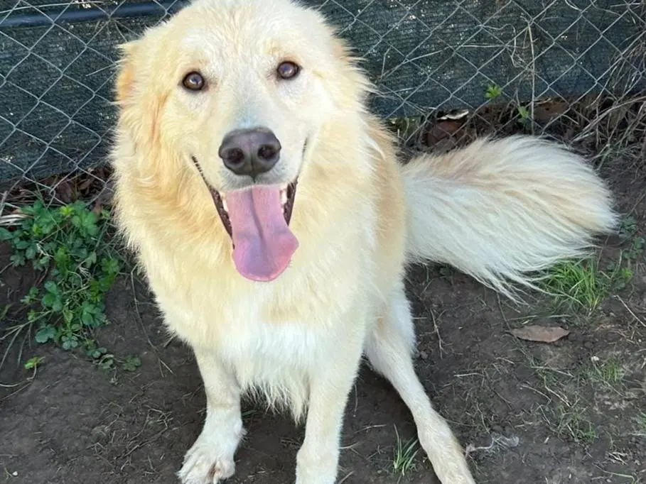 Adotta un cane, taglia media, maschio, Latina