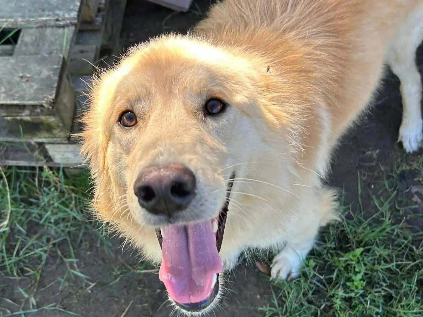 Adotta il cane Flipper a Latina