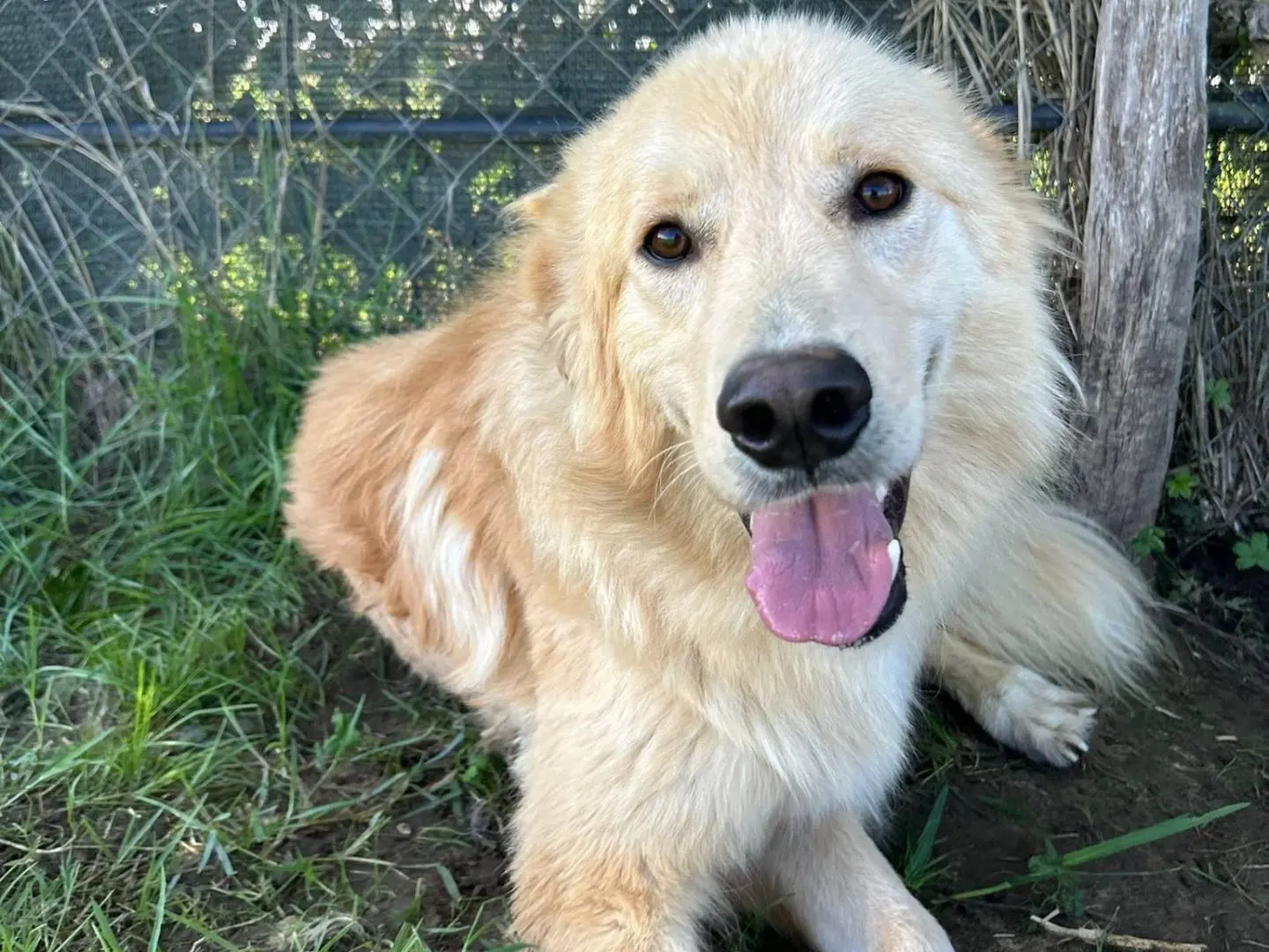 Adozione cane, maschio, Razza sconosciuta Razza sconosciuta, 4 anni e 8 mesi, taglia media, Latina
