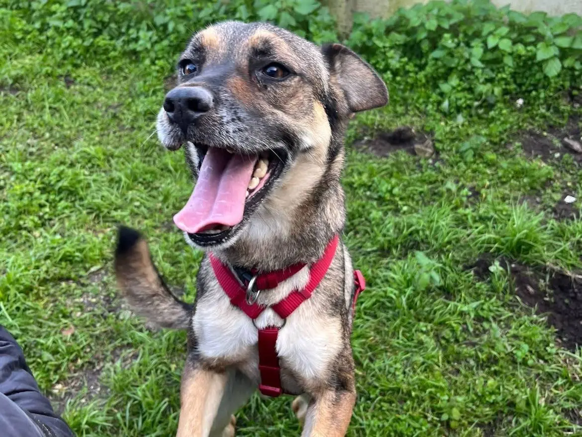 Adozione cane, maschio, Razza sconosciuta Razza sconosciuta, 3 anni e 5 mesi, taglia media contenuta, Caserta