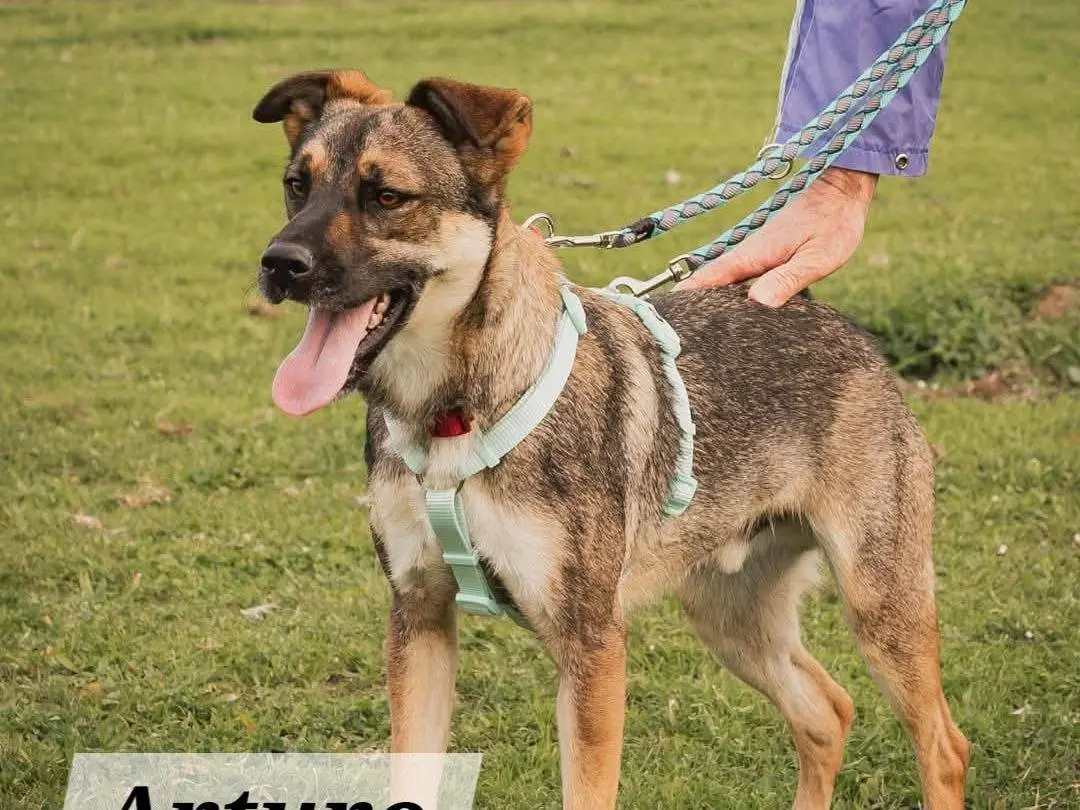 Vuoi adottare un cane a Caserta?
