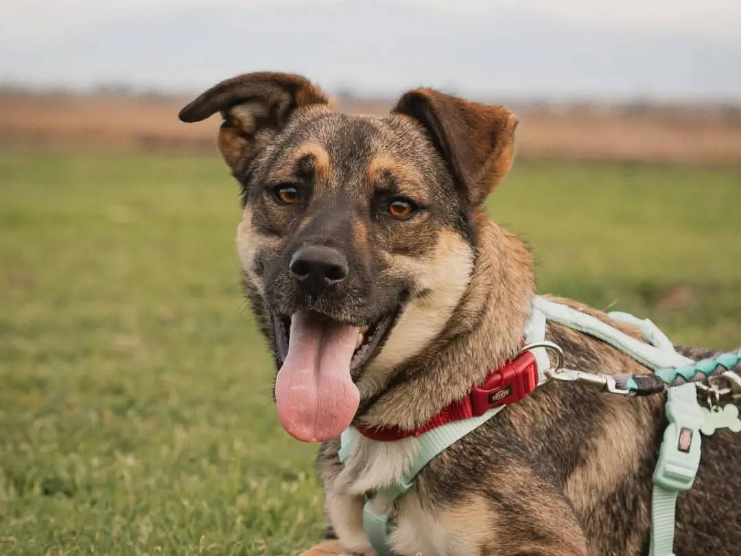 Adotta un cane, maschio, 3 anni e 5 mesi, Caserta