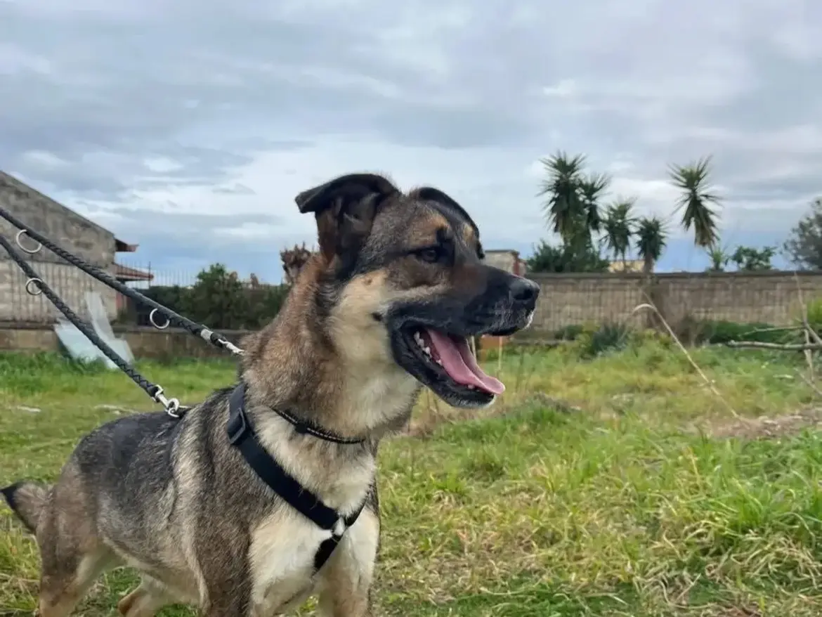 Adotta il cane Arturo  a Caserta