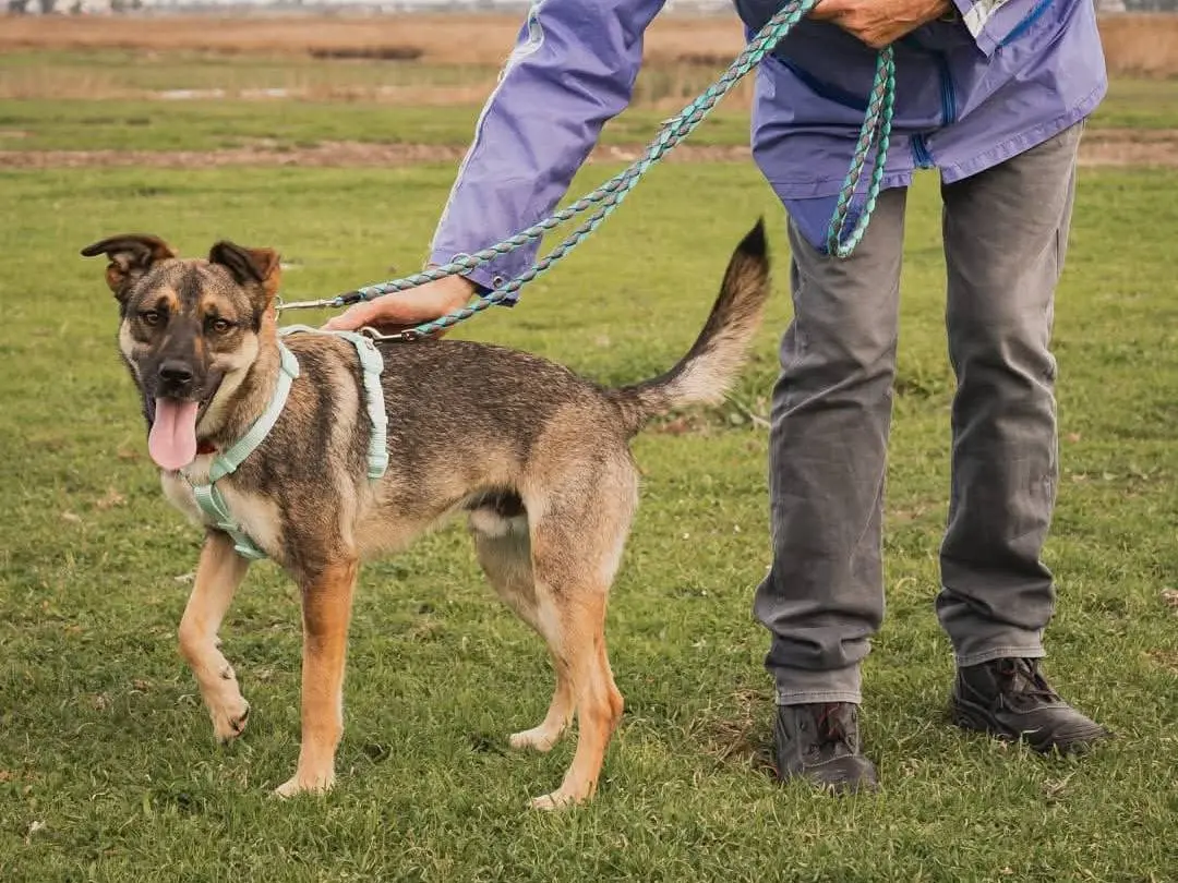 Adotta un cane, taglia media contenuta, maschio, Caserta
