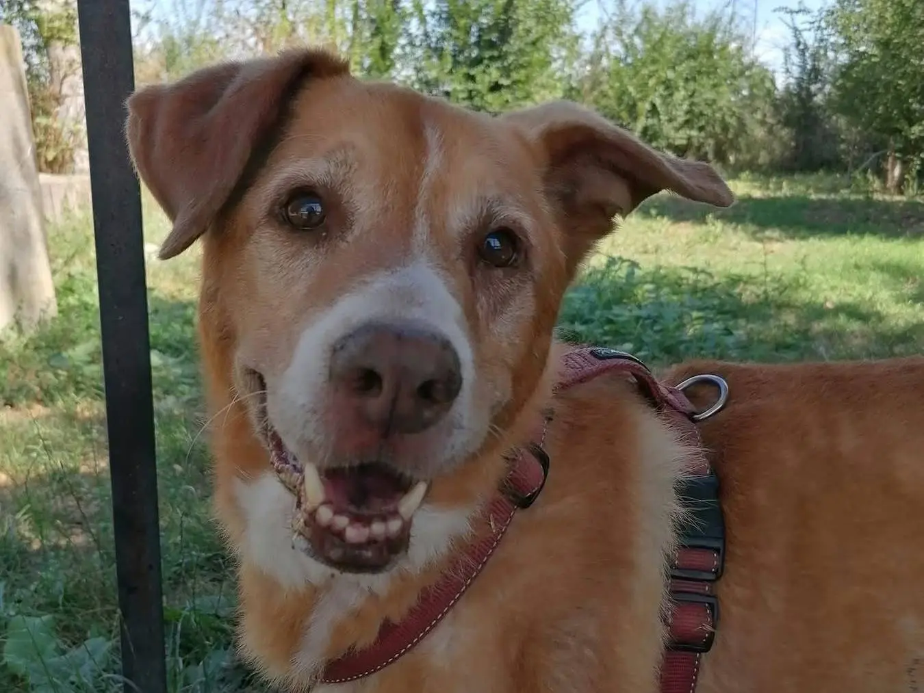 Adotta un cane, maschio, 15 anni e 3 mesi, Bologna