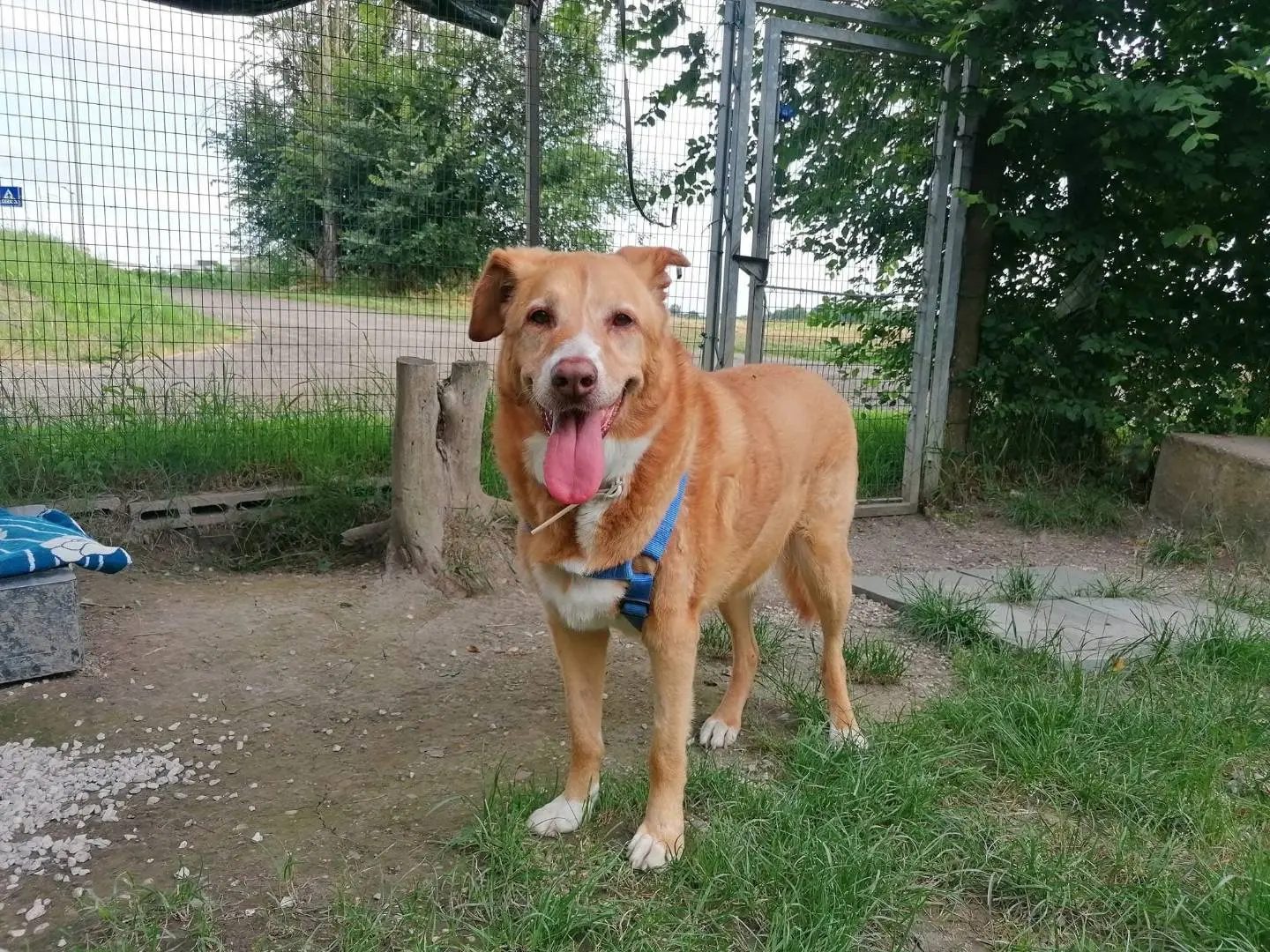 Vuoi adottare un cane a Bologna?