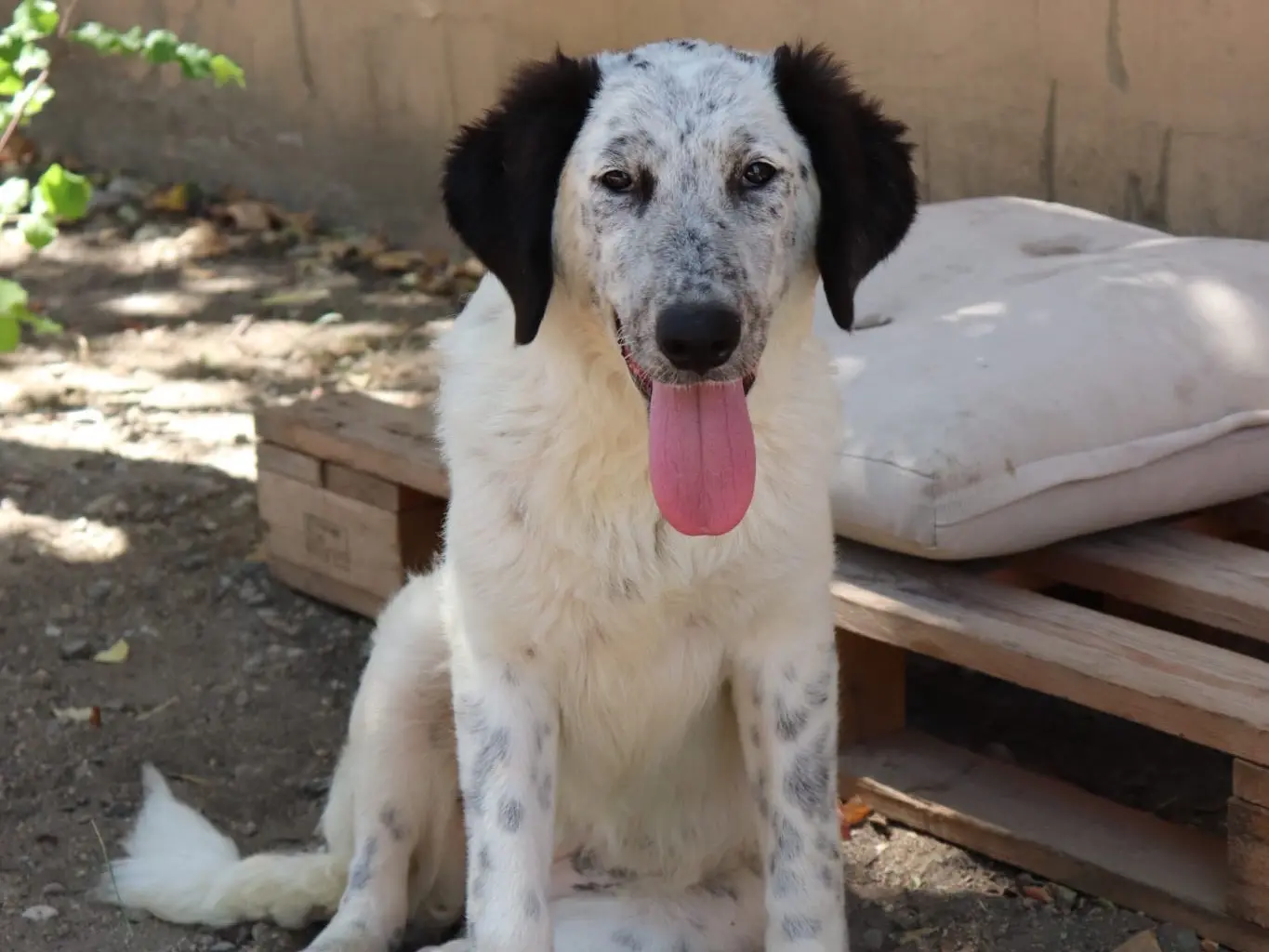 Adotta un cane, femmina, 1 anno e 6 mesi, Sud