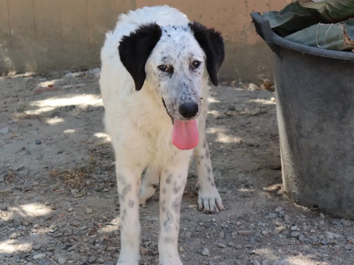 Adozione cane, femmina, Razza sconosciuta Razza sconosciuta, 1 anno e 6 mesi, taglia media, Sud