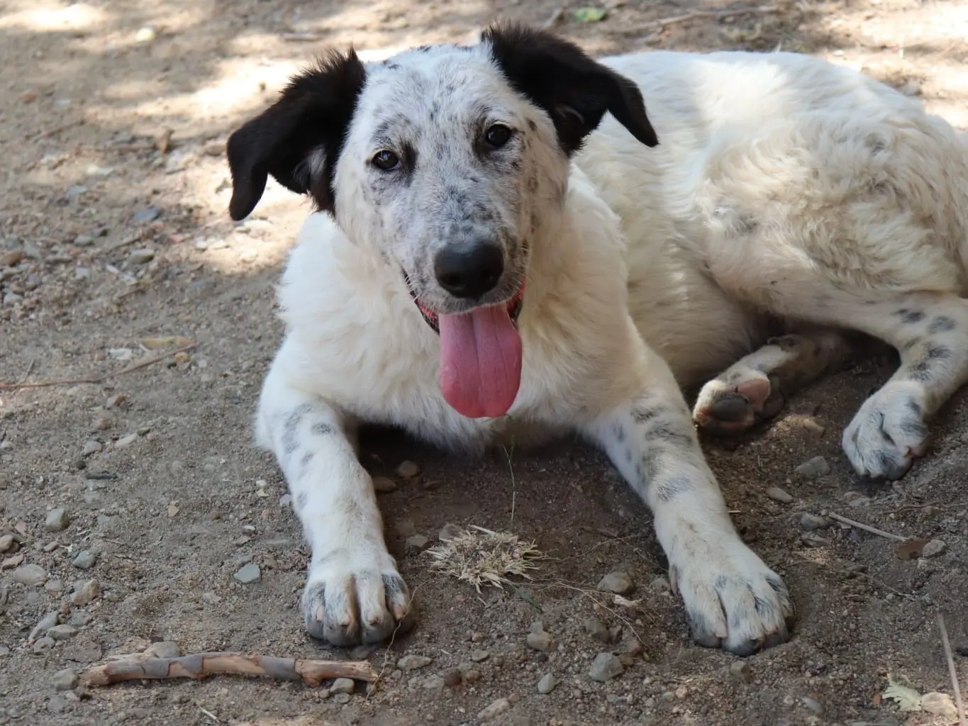 Adotta un cane, taglia media, femmina, Sud