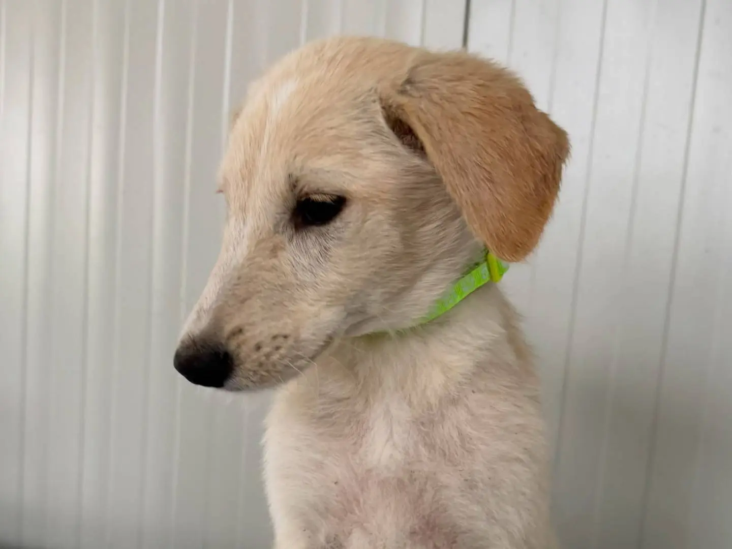 Adotta un cane, taglia media, maschio, Matera