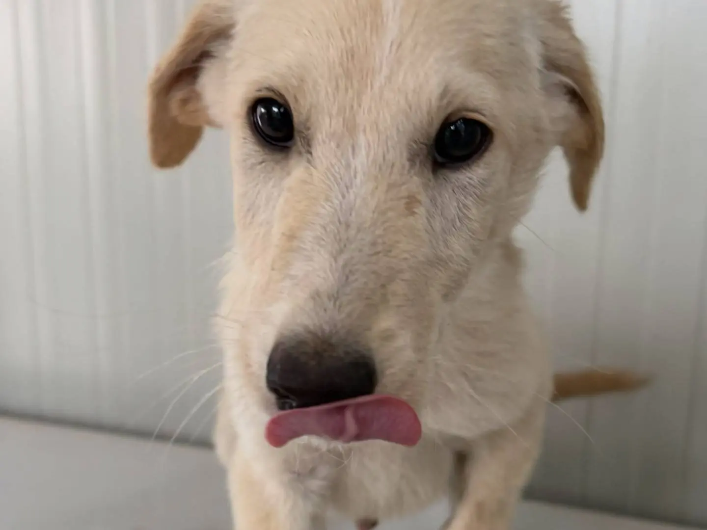 Adotta un cane, maschio, 3 mesi, Matera