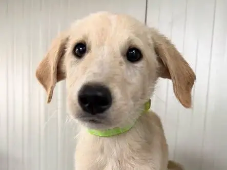Adozione cane, maschio, Razza sconosciuta Razza sconosciuta, 3 mesi, taglia media, Matera