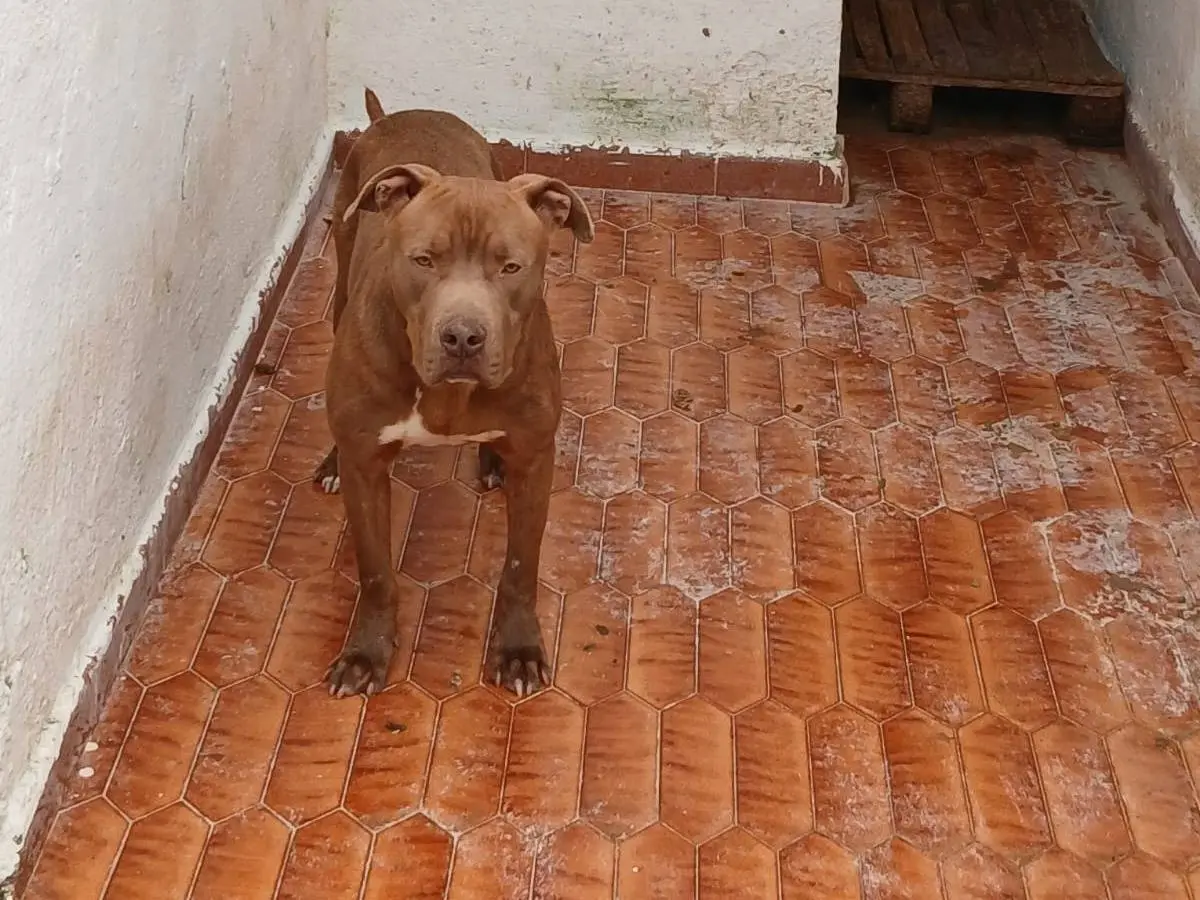 Foto 3 dell'animale