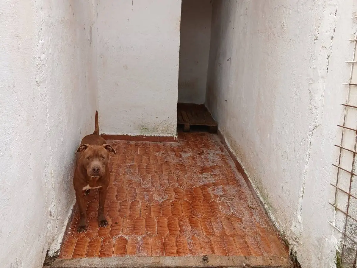Foto 3 dell'animale