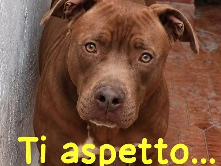 Foto 1 dell'animale