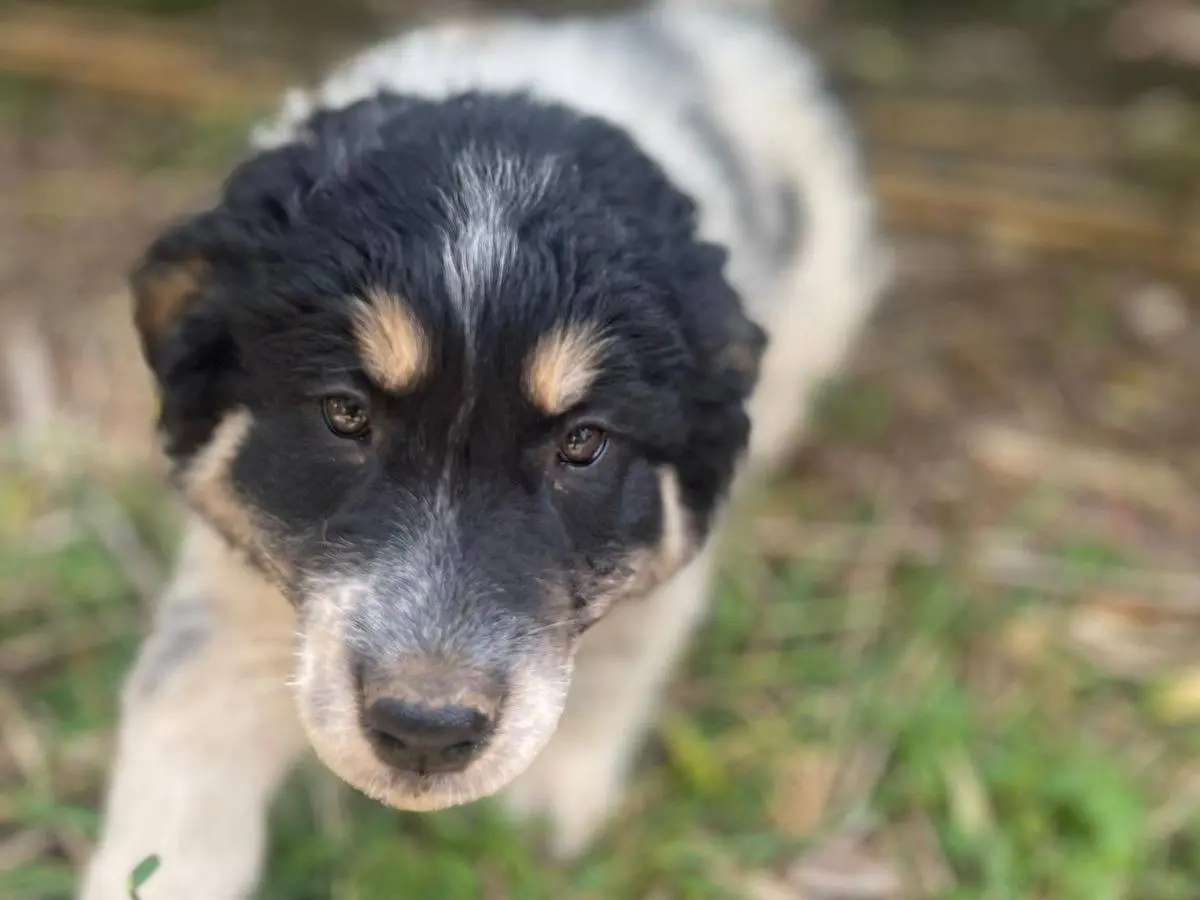 Adotta un cane, femmina, 7 mesi, Frosinone