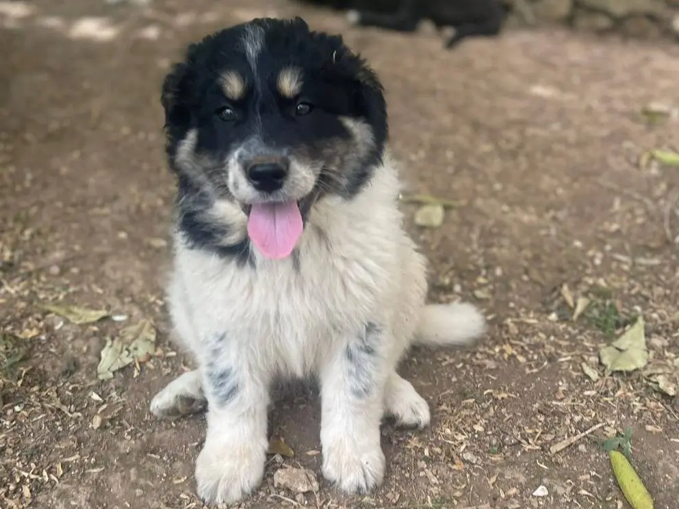 Adozione cane, femmina, Razza sconosciuta Razza sconosciuta, 7 mesi, taglia media, Frosinone