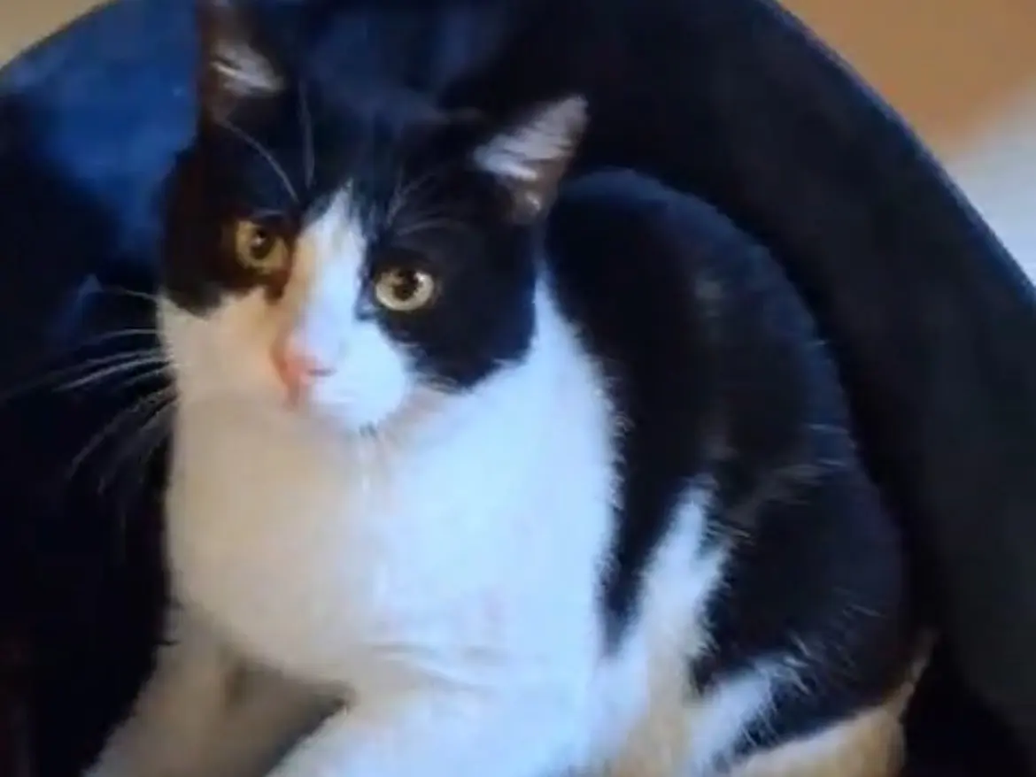 Adozione gatto, maschio, Razza sconosciuta Razza sconosciuta, 2 anni e 2 mesi, taglia non valida, Torino
