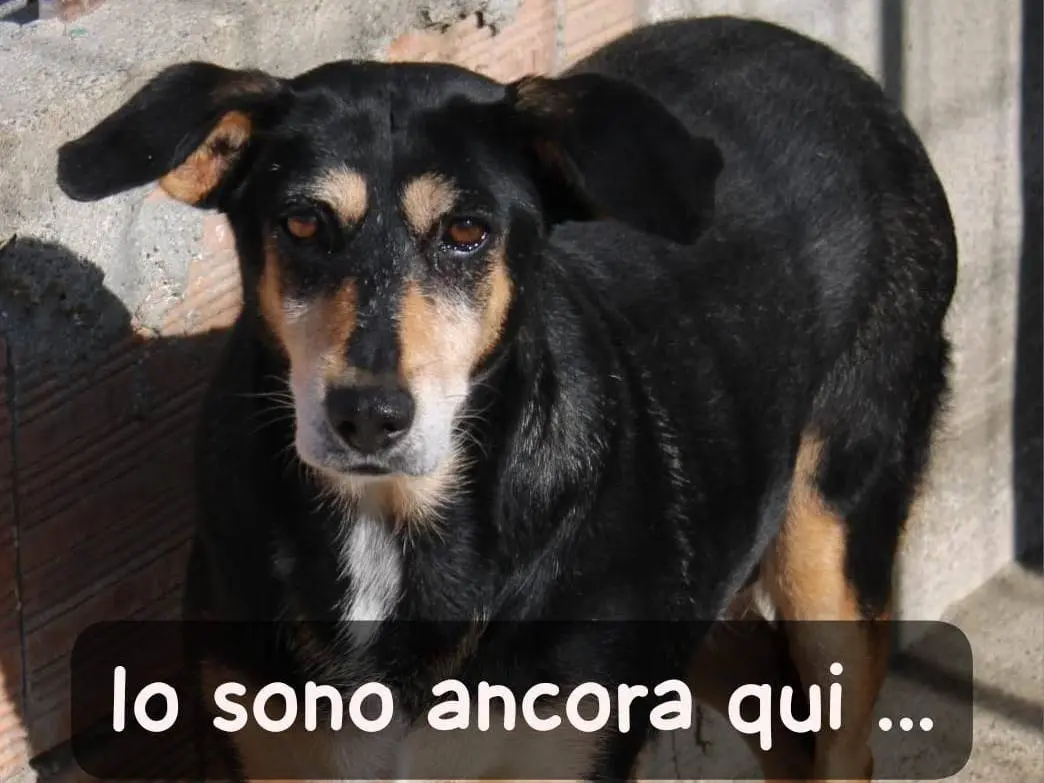 Adozione cane, femmina, Razza sconosciuta Razza sconosciuta, 7 anni e 4 mesi, taglia media, Bergamo