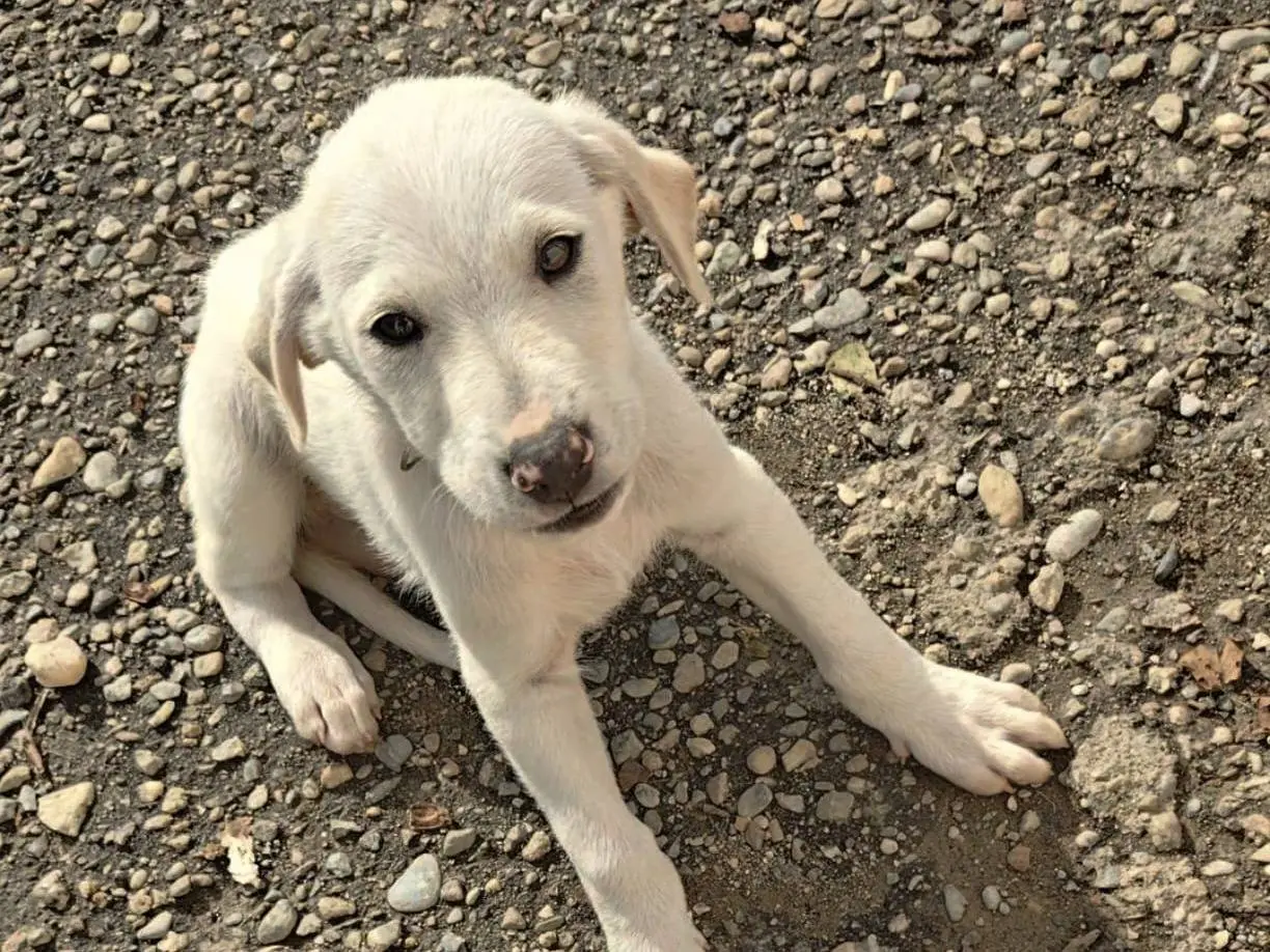 Adotta un cane, maschio, 1 anno e 2 mesi, Cosenza