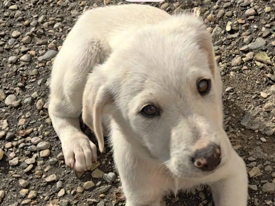 Adozione cane, maschio, Razza sconosciuta Razza sconosciuta, 1 anno e 2 mesi, taglia media, Cosenza
