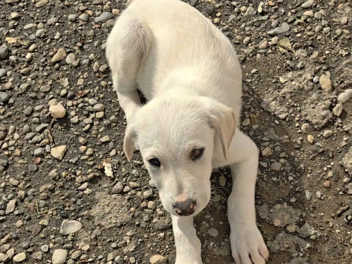 Adotta un cane, taglia media, maschio, Cosenza