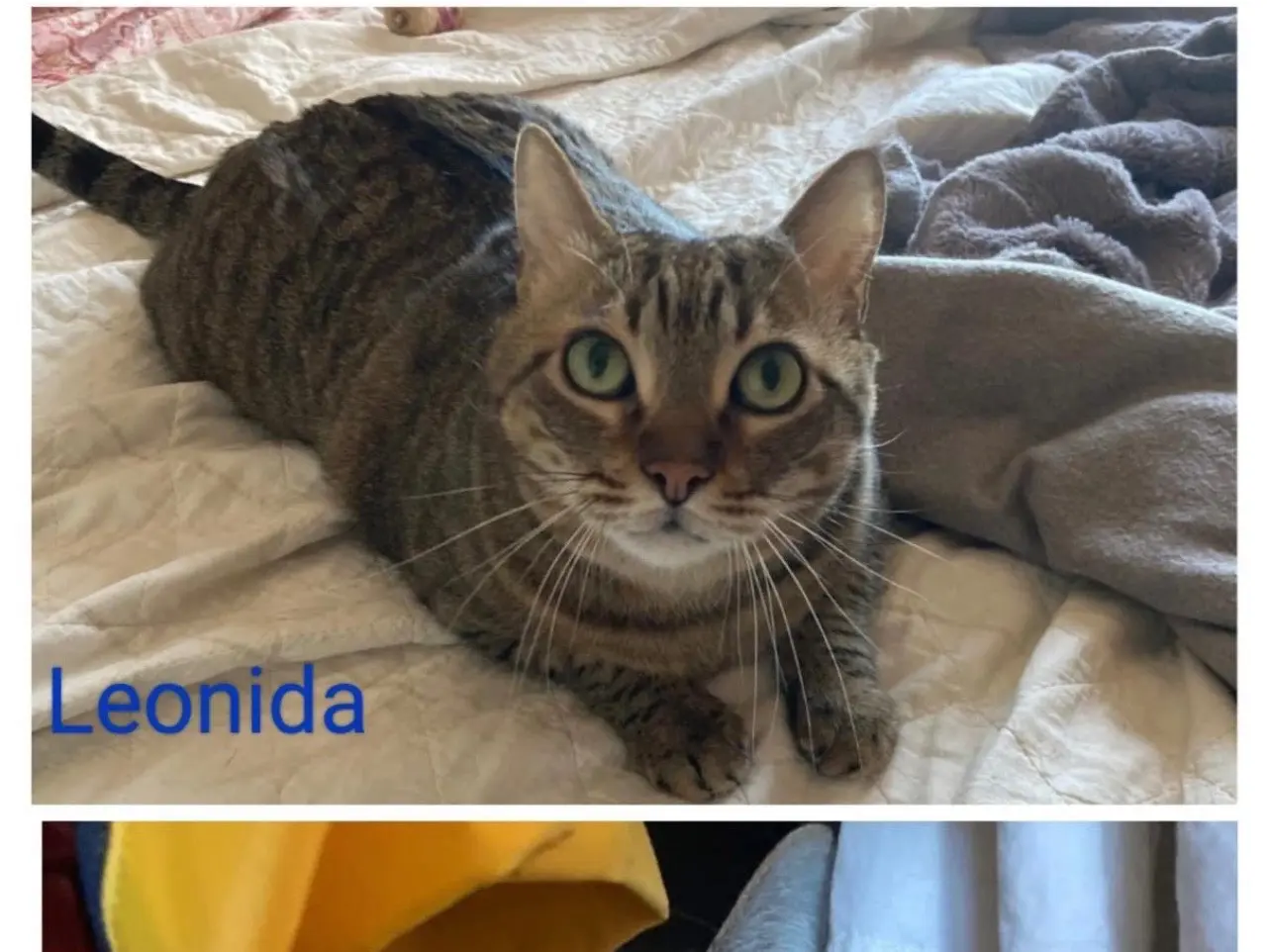 Adozione gatto, maschio, Razza sconosciuta Razza sconosciuta, 10 anni e 4 mesi, taglia non valida, Milano