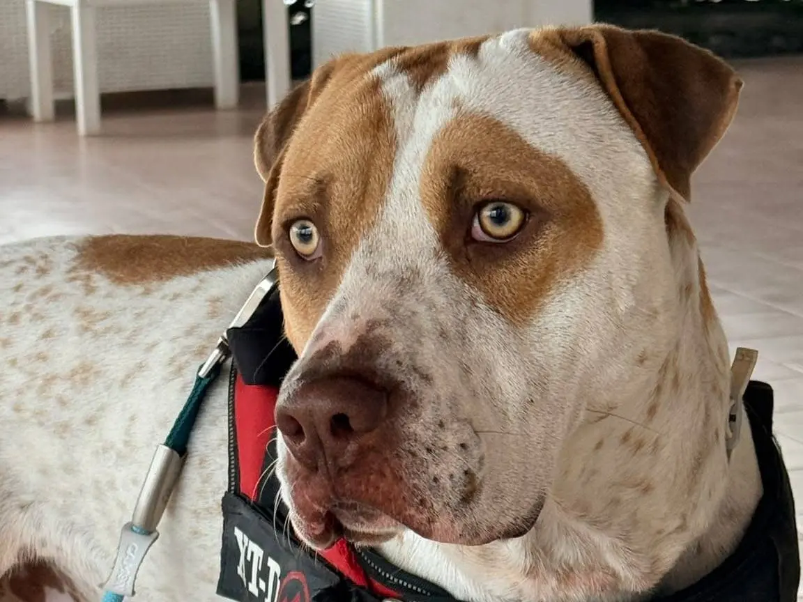 Adozione cane, maschio, Razza sconosciuta Razza sconosciuta, 2 anni e 1 mese, taglia grande, Roma