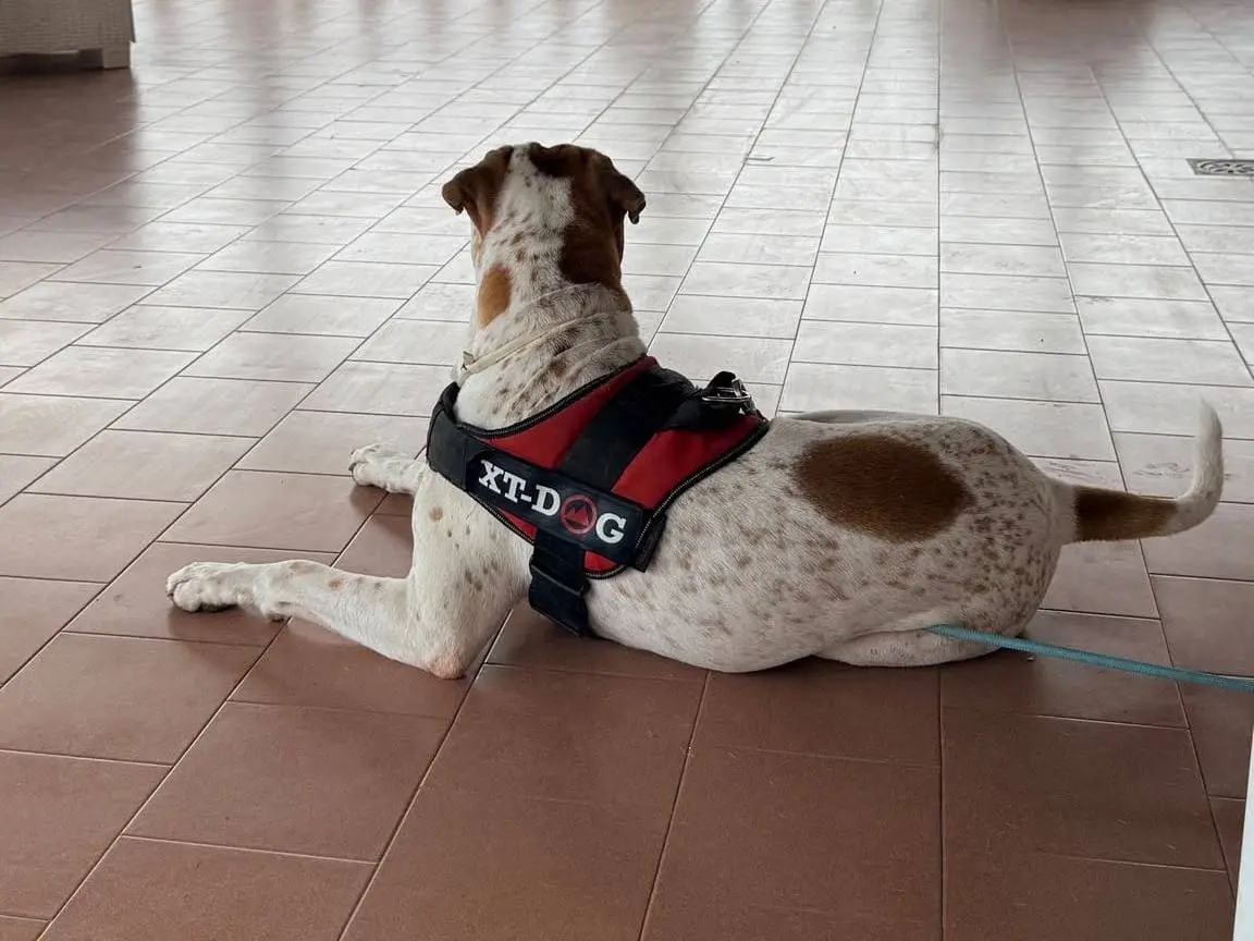 Adotta un cane, taglia grande, maschio, Roma