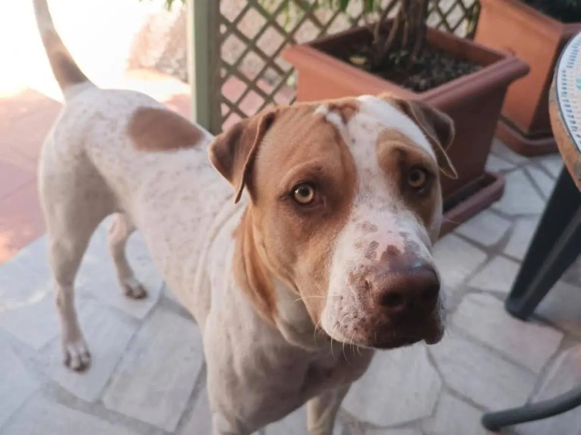Adotta un cane, maschio, 2 anni e 1 mese, Roma