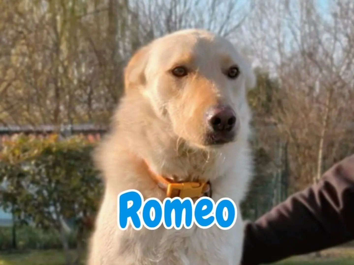 Adozione cane, maschio, Razza sconosciuta Razza sconosciuta, 2 anni e 6 mesi, taglia media, Parma