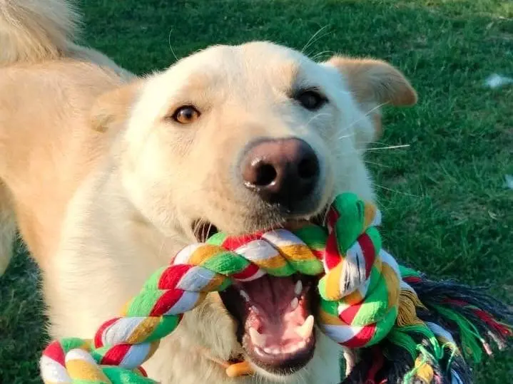 Adotta un cane, maschio, 2 anni e 6 mesi, Parma