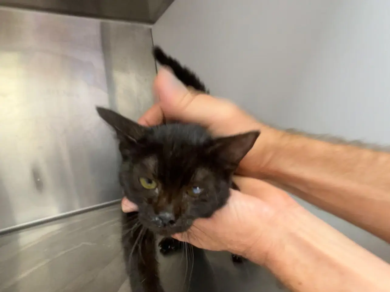 Adotta un gatto, maschio, 3 mesi, Latina