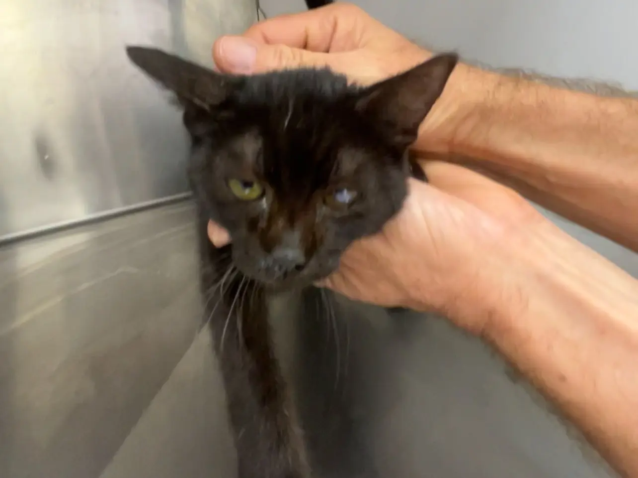Adotta un gatto, taglia non valida, maschio, Latina