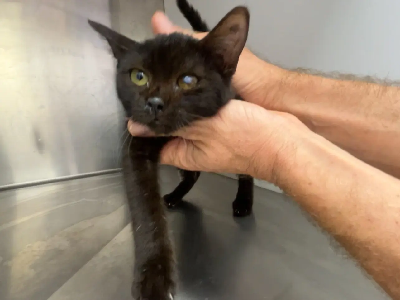 Adozione gatto, maschio, Razza sconosciuta Razza sconosciuta, 3 mesi, taglia non valida, Latina