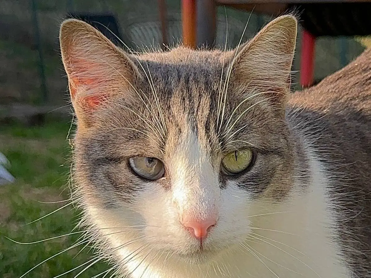 Adozione gatto, maschio, Razza sconosciuta Razza sconosciuta, 3 anni e 3 mesi, taglia non valida, Roma