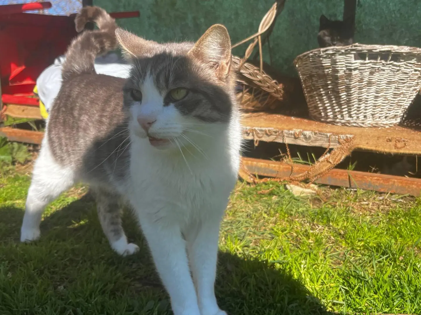 Adotta un gatto, taglia non valida, maschio, Roma