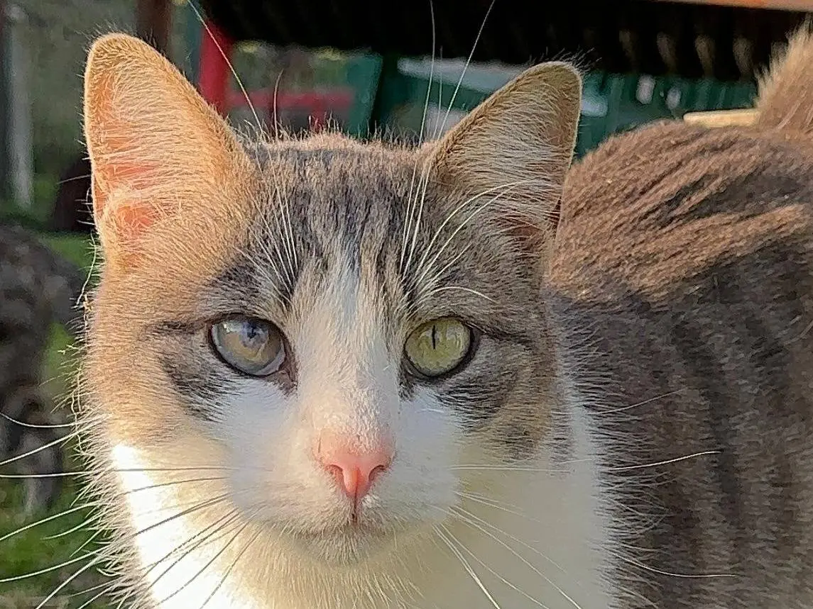 Vuoi adottare un gatto a Roma?