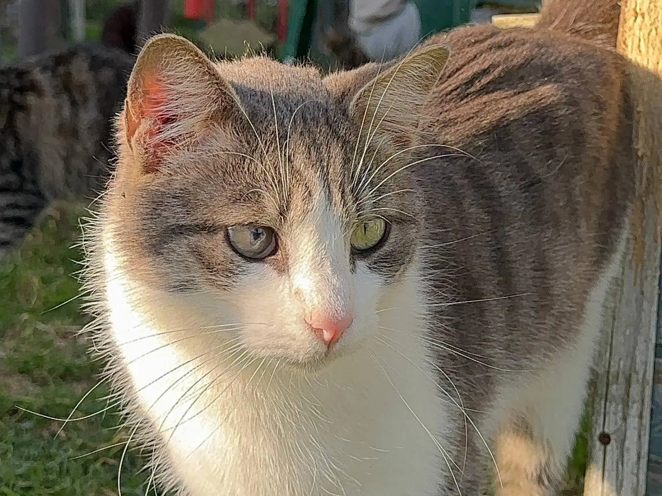 Adotta il gatto Derek a Roma