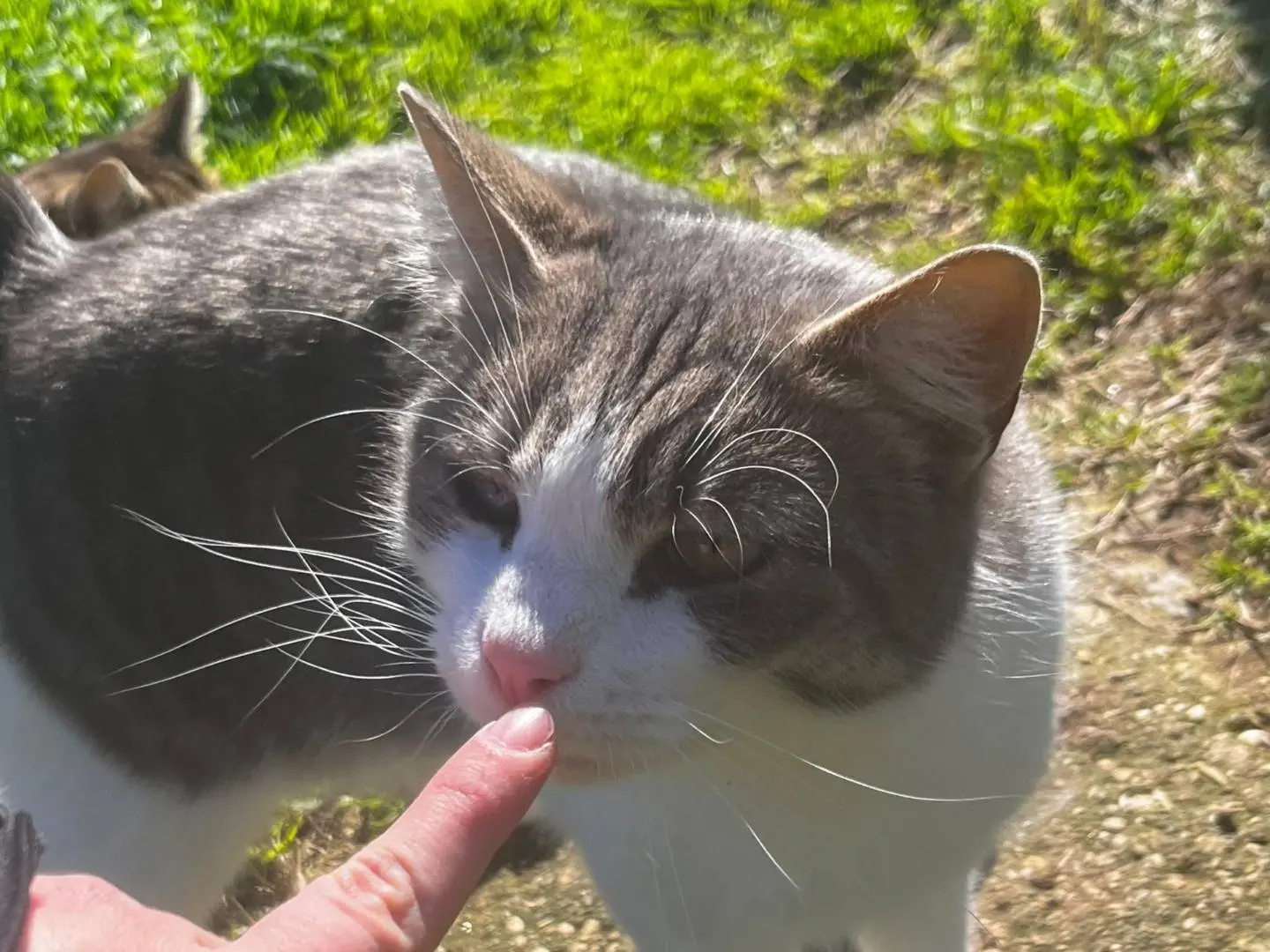 Adotta un gatto, maschio, 3 anni e 3 mesi, Roma