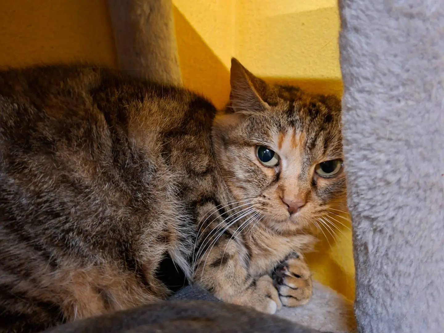 Adotta un gatto, femmina, 4 anni e 11 mesi, Asti