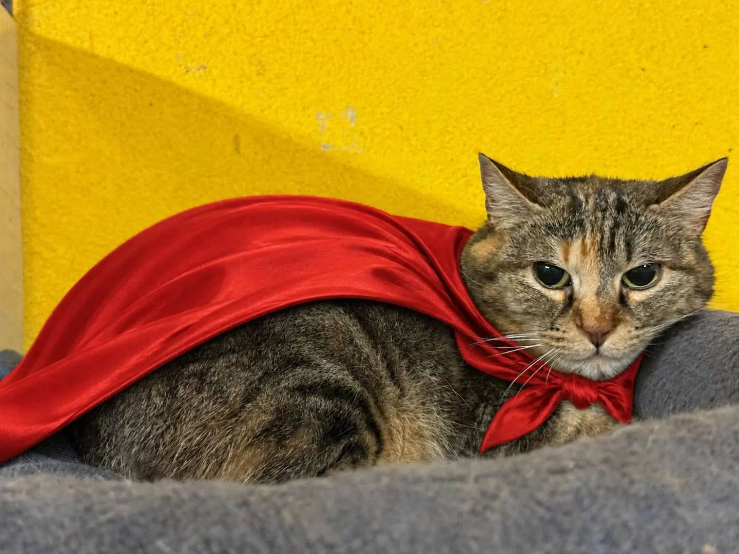 Adozione gatto, femmina, Razza sconosciuta Razza sconosciuta, 4 anni e 11 mesi, taglia non valida, Asti