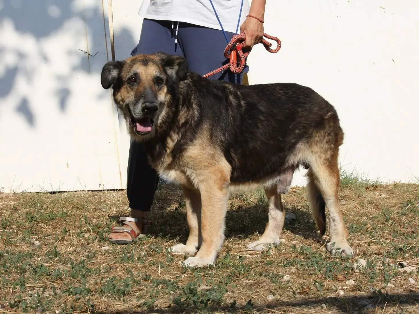 Adotta un cane, maschio, 7 anni e 4 mesi, Bari