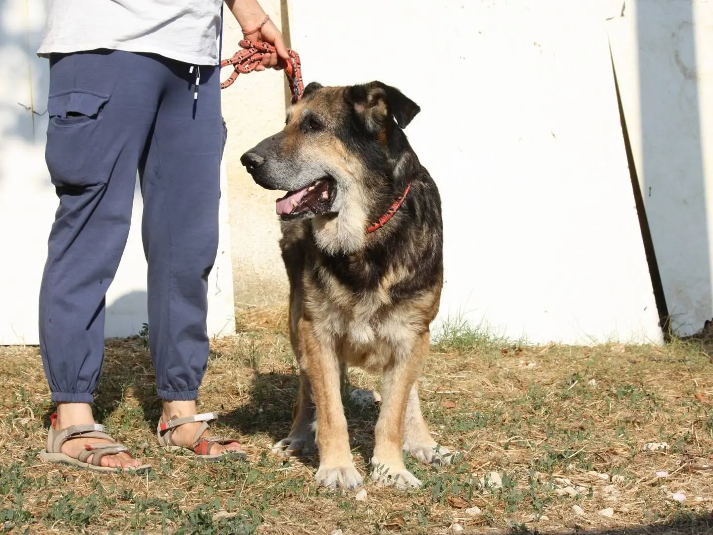 Adotta il cane Perseo a Bari