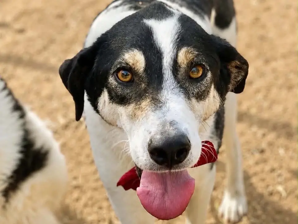 Adozione cane, maschio, Razza sconosciuta Razza sconosciuta, 3 anni e 7 mesi, taglia media, Latina